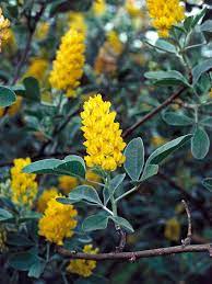 Pineapple Broom Bears Pineapple Scented Blooms Types Of Shrubs Fragrant Garden Shrubs