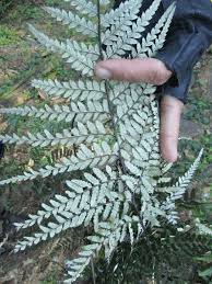 Image result for Pityrogramma calomelanos