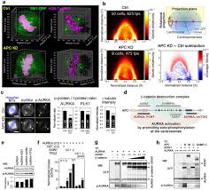 Name of account holder : Apc Mutant Cells Exploit Compensatory Chromosome Alterations To Restore Tumour Cell Fitness Biorxiv