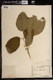 Image result for Lindackeria bukobensis