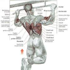 pull ups vs chin ups muscle groups stud bar ceiling or