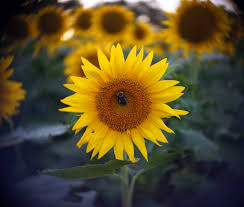 Jun 28, 2021 · nestled in lawrence, grinter's sunflower farm offers free admission for families to come and take photos. Grinter S Sunflower Farm Kansas Public Radio