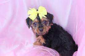 Dora Female Teacup Yorkie Puppy Yorkie Puppy For Sale Yorkie Puppy Yorkie