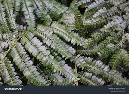 Image result for Didymochlaena