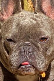 Bulldog heating & air conditioning 117 rowe rd athens ga 30601. French Bulldog Dry Nose Causes Cures And Prevention Petskb