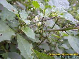 Image result for Solanum villosum