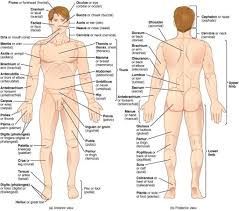 Pin By Pinky Dewangan On Anatomy In 2019 Human Body Organs