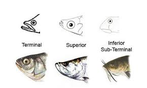 Fish Identification Guide Fish Anatomy Part Ii Aquaviews Fish Anatomy Fish Types Of Fish
