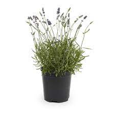 2 5 Quart In Pot Lavender L6071 Lowes Com Potted Lavender Bulbs And Seeds Lavender Plant