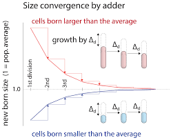 We did not find results for: Fundamental Principles In Bacterial Physiology History Recent Progress And The Future With Focus On Cell Size Control A Review Iopscience