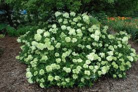 Planting a limelight hydrangea bush will add a true show stopper vibe and summer feel to your garden! Little Lime Hydrangea Calloway S Nursery