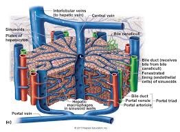 Liver structure liver function human liver structure liver anatomy diagram of liver… through liver diagram we can also understand the liver anatomy and liver structure clearly. Liver Diagram Lobule Google Search Fisiologia Anatomia Medica Histologia