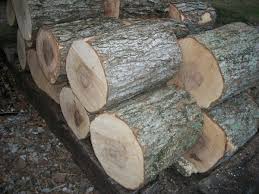 Click here to find out more information or to book a reservation. Tree Firewood Id Maple Hearth Com Forums Home