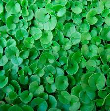 Image result for Dichondra