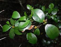 Image result for Cassipourea gummiflua