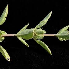 Image result for Ruellia cordata