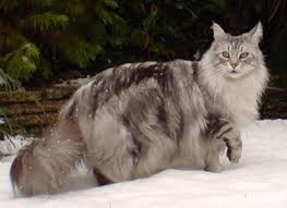 The maine coon cat is a true native american. Maine Coon Hypertrophic Cardiomyopathy Ufaw