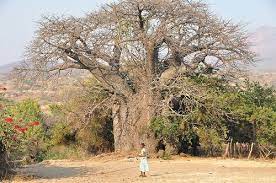 A Biggest Baobab Tree In Zimbabwe At Muuyu Baobab Tree Baobab Tree