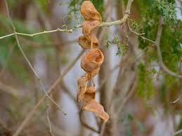 Image result for Faidherbia albida