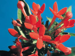 Image result for Pauridiantha viridiflora