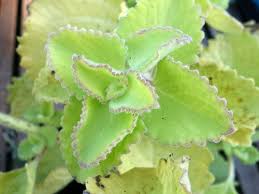 Gros Thym Antillais Bourrache Indienne Origan Cubain Plectranthus Amboinicus Bourrache Terrarium Pour Plantes Grasses Plante