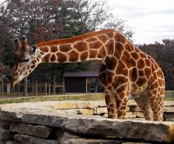 Maybe you would like to learn more about one of these? Giraffe Timbavati Wildlife Park Mark Flickr