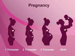 Stages Of Pregnancy 1st 2nd 3rd Trimesters Organic Facts