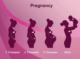 stages of pregnancy 1st 2nd 3rd trimesters organic facts