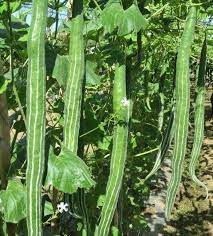 Thai Snake Gourd Serpent Gourd Loofah Trichosanthes Anguina Etsy Plants Planting Vegetables Seeds