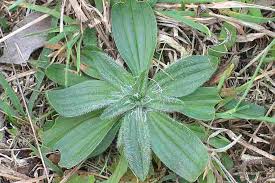 Image result for Cyathula lanceolata