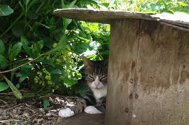 We did not find results for: Creating A Cat Friendly Garden Battersea