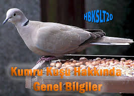 Kumru Kusu Hakkinda Genel Bilgiler Hbkslt20 Komik Ilginc Video Ve Haberler