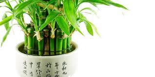 Dapatkan pohon natal terbaru dengan diskon & promosi terkini ★ temukan penawaran terbaik ★ lihat rangkaian pilihan produk kami. Tanaman Bambu Hoki Bambu Rezeki Tanaman Fengshui Pembawa Keberuntungan Dalam Rumah Bagaimana Cara Meletakkan Merawatnya Tionghoa Info