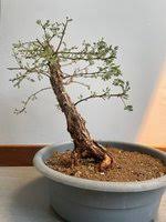 Image result for Acacia burkei