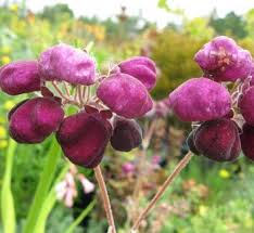 Image result for Calceolariaceae