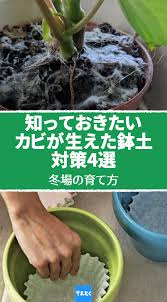 冬場の観葉植物の育て方 カビ 根腐れ対策 ガーデニング 冬 カビ 対策 植え替え方法 観葉植物 日照不足になりがちな冬場に気をつけ たいのが 観葉植物のカビ いつも元気いっぱいのトポスなども 実は葉っぱをめくると鉢土の上に真っ白い綿状の物体が付着して