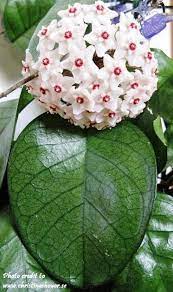 Pin On Flowers