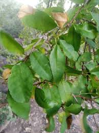 Image result for Spirostachys