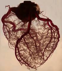 Human Heart Stripped Of Muscle Tissue And Fats Human Heart Human Body Anatomical Heart