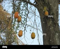 Image result for Acanthosicyos naudinianus