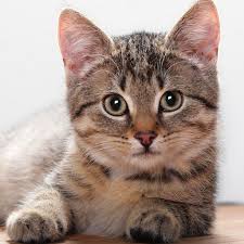 Catfacts Slack App Directory