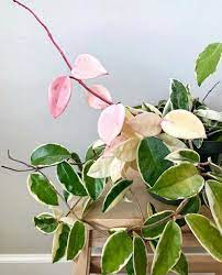 Most gardeners tend to over water their plants. 14 Pink Houseplants Perfect For Your Valentine That Planty Life