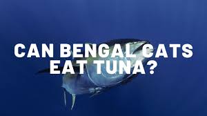 We've picked the most common human foods and provided definative answers as to whether you should feed them to your cat's cannot eat chocolate as it contains milk and theobromine, an ingredient which is found in cocoa. Can Bengal Cats Eat Tuna Authentic Bengal Cats