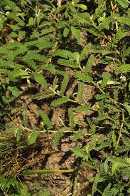 Image result for Chamaecrista zambesica