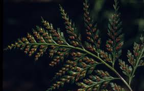 Image result for Asplenium gemmiferum