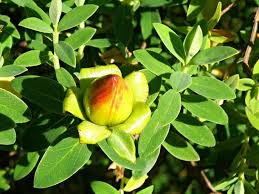 Image result for Hypericum revolutum