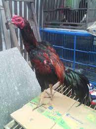 Satu satunya pusat peternak ayam bangkok terbaik yg ada di wilayah papar. Doc Ayam Bangkok Kediri Contoh Makalah