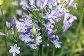 Image result for Agapanthus codii