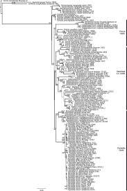 Image result for Daniellia alsteeniana