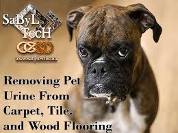 How do you remove dog hair from hardwood floors? Removing Pet Urine From Carpet Tile And Wood Flooring Sabyl Tech Cleaning Services